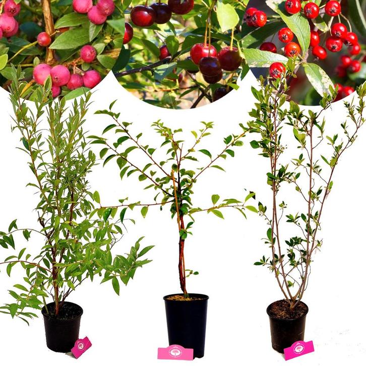fruitplanten Roze bes Appelbes Kersenstruik +, Tuin en Terras, Planten | Fruitbomen, Volle zon, Verzenden