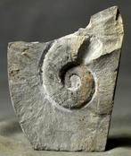 Gefossileerde ongecoile ammoniet - op steen - Gefossiliseerd, Verzamelen, Mineralen en Fossielen
