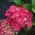 Hydrangea macrophylla Leuchtfeuer - 30-40 cm hoogte, Tuin en Terras, Planten | Tuinplanten, Ophalen of Verzenden