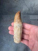 Mosasaurus - Fossiele tand - mosasaurus - 11.6 cm (Zonder