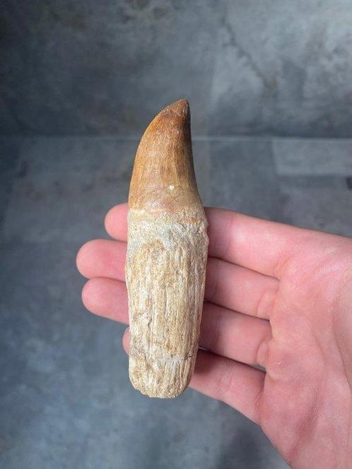 Mosasaurus - Fossiele tand - mosasaurus - 11.6 cm (Zonder, Verzamelen, Mineralen en Fossielen