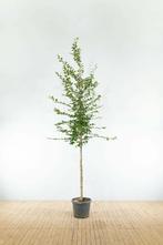 Carpinus betulus hoogstam, Tuin en Terras