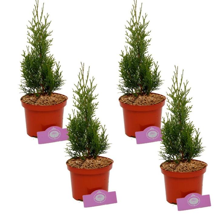 coniferen Thuja occ. Smaragd + Pot 17cm 4 stuk, Tuin en Terras, Planten | Fruitbomen, Volle zon, Verzenden