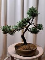 Juniperus chinensis blaauw bonsai - Hoogte (boom): 32 cm -