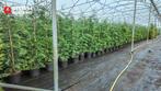 Leylandii haagplanten 125–150 cm – conifeer – online veiling, Tuin en Terras, 100 tot 250 cm