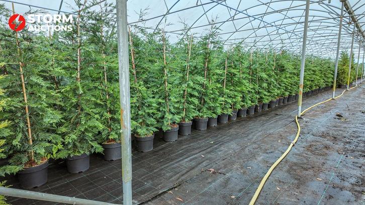 Leylandii haagplanten 125–150 cm – conifeer – online veiling, Tuin en Terras, Planten | Bomen, 100 tot 250 cm