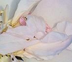 Diane Pfister - Crown Estate Rose Collection No. 34, Antiek en Kunst