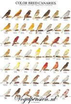 Vogelposter kleurkanaries deel 2 gelamineerd - Vogelposters, Dieren en Toebehoren, Verzenden, Nieuw