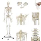 Anatomie model menselijk skelet, 176 cm, Sport en Fitness, Overige Sport en Fitness, Nieuw, Verzenden