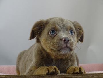 Old English Bulldog pups! t Gezonde type. Mogen direct mee! beschikbaar voor biedingen