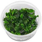 In-Vitro cup Bucephalandra Green - aquariumplant 100cc, Nieuw, Sierelement, Verzenden