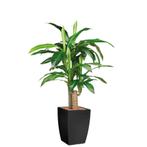 Dracaena Fragans kunstplant, H120cm, Ophalen of Verzenden