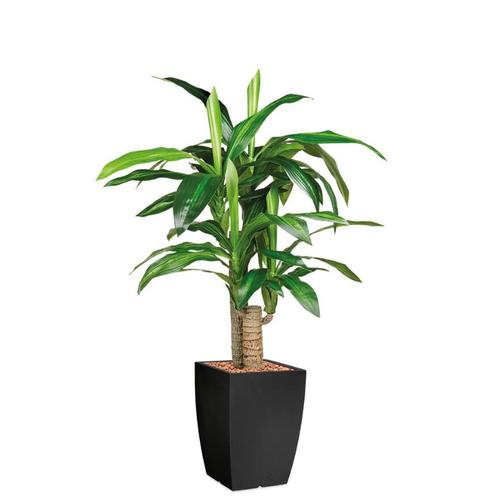 Dracaena Fragans kunstplant, H120cm, Huis en Inrichting, Kamerplanten, Ophalen of Verzenden