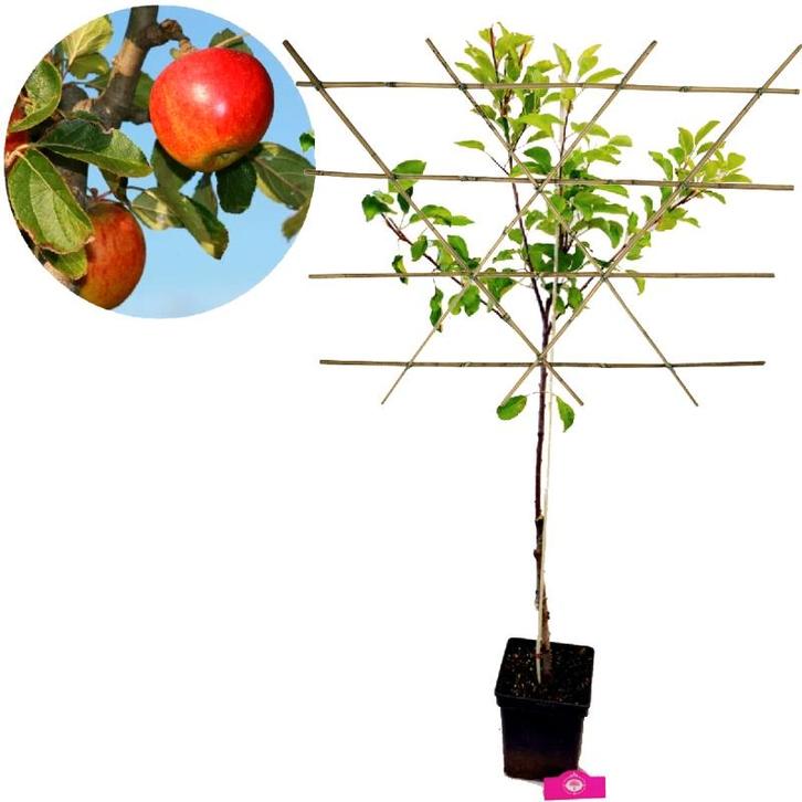 appelboom Malus domestica Elstar + Pot 23cm, Tuin en Terras, Planten | Fruitbomen, Volle zon, Verzenden