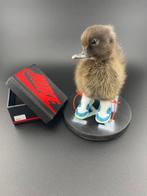 Eend Taxidermie volledige montage - Anas Platyrhynchos - 150, Antiek en Kunst