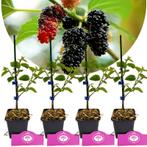 Morus alba x rubra Gerardi Dwarf + pot 9cm 4 pcs, Verzenden, Volle zon