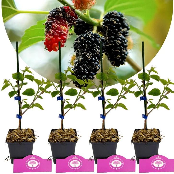 Morus alba x rubra Gerardi Dwarf + pot 9cm 4 pcs, Tuin en Terras, Planten | Fruitbomen, Volle zon, Verzenden