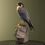 Hybride Valk Taxidermie Opgezette Dieren By Max, Ophalen of Verzenden, Nieuw, Vogel, Opgezet dier