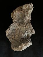 Sauropoda - Fossiel bot - Sauropoda - 19 cm - 10 cm