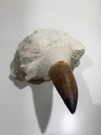 Mosasaurus - Gefossiliseerde kaak - Mandíbula fosilizada -, Verzamelen