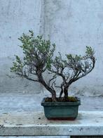 Bonsai Tijm - Hoogte (boom): 22 cm - Diepte (boom): 30 cm -