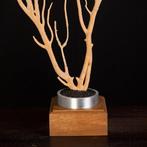 Geel Gorgonia - Eunicella Cavolinii - Taxidermie volledige, Nieuw