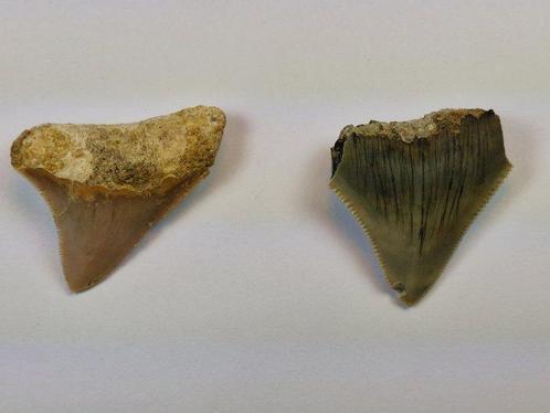 Megalodon - Fossiele tand (Zonder Minimumprijs), Verzamelen, Mineralen en Fossielen