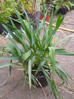 Yucca flaccida / filamentosa  Palmlelie in 15cm pot, Tuin en Terras, Planten | Tuinplanten, Zomer, Vaste plant, Ophalen of Verzenden