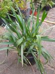 Yucca flaccida / filamentosa  Palmlelie in 15cm pot