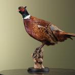Fazant Taxidermie Opgezette Dieren By Max, Verzamelen, Ophalen of Verzenden, Nieuw, Vogel, Opgezet dier