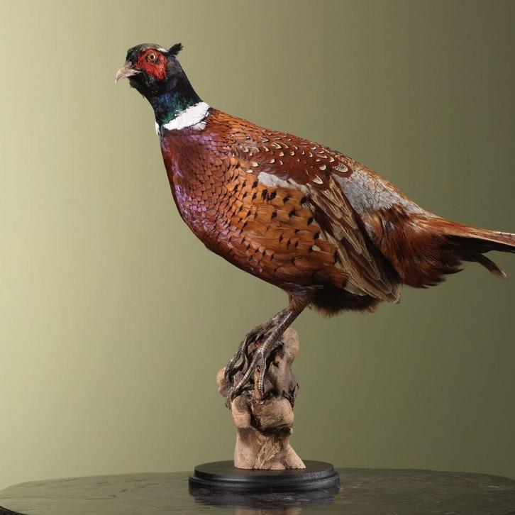 Fazant Taxidermie Opgezette Dieren By Max, Verzamelen, Dierenverzamelingen, Opgezet dier, Nieuw, Vogel, Ophalen of Verzenden