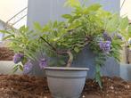 Wisteria bonsai - Hoogte (boom): 40 cm - Diepte (boom): 50