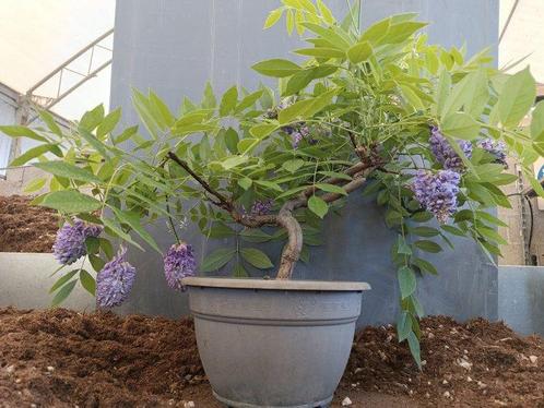 Wisteria bonsai - Hoogte (boom): 40 cm - Diepte (boom): 50, Antiek en Kunst, Curiosa en Brocante