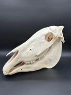 Burchell-zebra Schedel - Equus quagga - 31 cm - 46 cm - 20, Nieuw