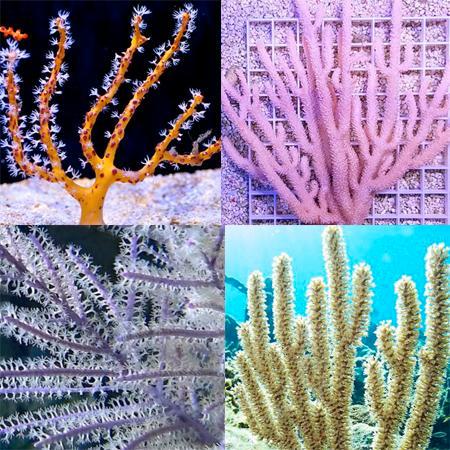 Gorgoon Pack 2, Dieren en Toebehoren, Vissen | Aquaria en Toebehoren, Ophalen of Verzenden