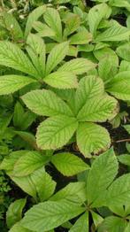 Rodgersia pinnata / R. aesculifolia / Schout bij nacht, Tuin en Terras, Planten | Tuinplanten, Ophalen of Verzenden, Zomer, Vaste plant