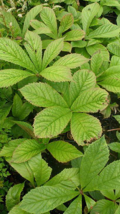 Rodgersia pinnata / R. aesculifolia / Schout bij nacht, Tuin en Terras, Planten | Tuinplanten, Vaste plant, Volledige schaduw