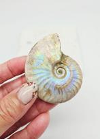 Ammoniet Iriserende (zie filmpje), Verzamelen, Mineralen en Fossielen, Ophalen of Verzenden