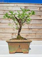 potentilla fruticosa bonsai in bonsaischaal - Hoogte (boom):, Antiek en Kunst, Curiosa en Brocante