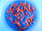 Marudo 12-15cm  Kohaku mix (Japanse Koi), Dieren en Toebehoren, Vissen | Vijvervissen, Karper of Koi