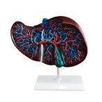 Anatomisch model lever met vasculair netwerk ST-ATM 89, Verzenden, Nieuw