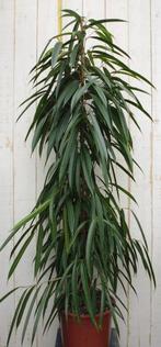 Kamerplant Ficus Smal blad 160 cm - Warentuin Natuurlijk, Huis en Inrichting, Kamerplanten, Verzenden