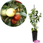dadelboom Ziziphus jujuba Dongzao + Pot 17cm, Verzenden, Volle zon