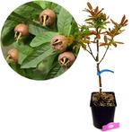 Mespilus Germanica Westerveld + pot 23cm, Tuin en Terras, Verzenden, Volle zon