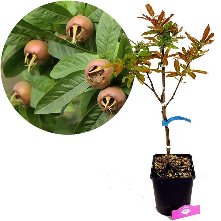 Mespilus Germanica Westerveld + pot 23cm, Tuin en Terras, Planten | Fruitbomen, Volle zon, Verzenden