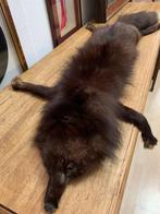 Zilvervos Taxidermie volledige montage - Vulpes vulpes - 110, Antiek en Kunst