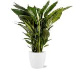 Spathiphyllum Sweet Sebastiano - Ø24cm - 110cm + Pot Brusse, Verzenden
