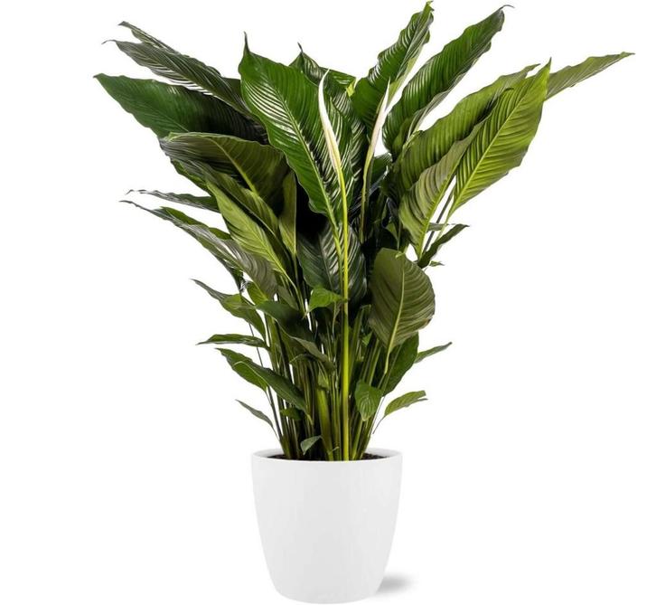Spathiphyllum Sweet Sebastiano - Ø24cm - 110cm + Pot Brusse, Tuin en Terras, Bloembollen en Zaden, Verzenden
