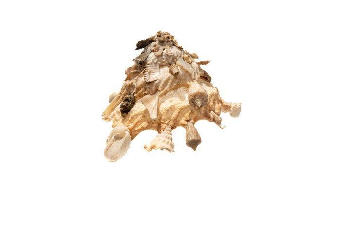 Stenen drager schelp, goede staat - verzamelobject - Skelet, Antiek en Kunst, Curiosa en Brocante