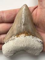 Megalodon tand 10,1 cm - Fossiele tand - Carcharocles, Verzamelen
